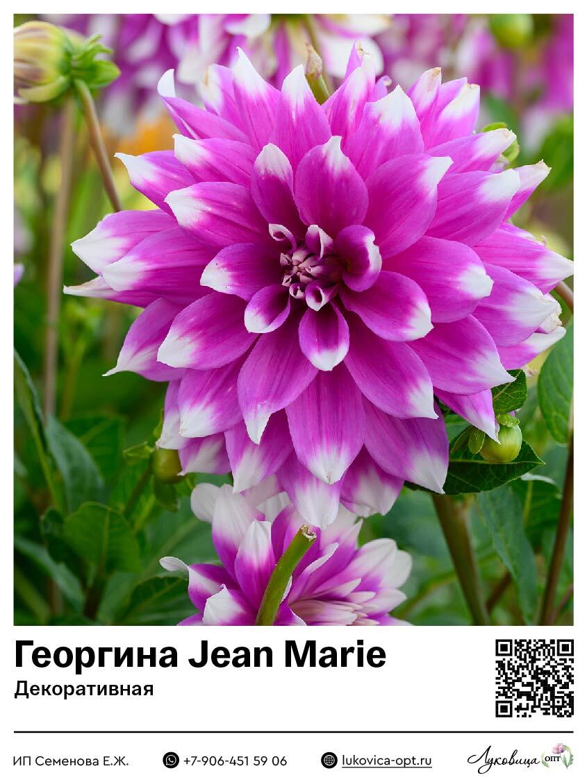 Георгина Jean Marie (Декоративная)