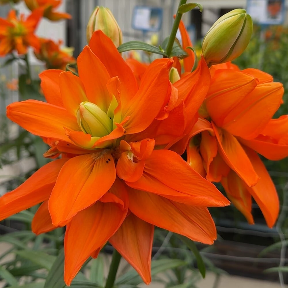 Лилия Hulk (Азиатский гибрид, махровый)