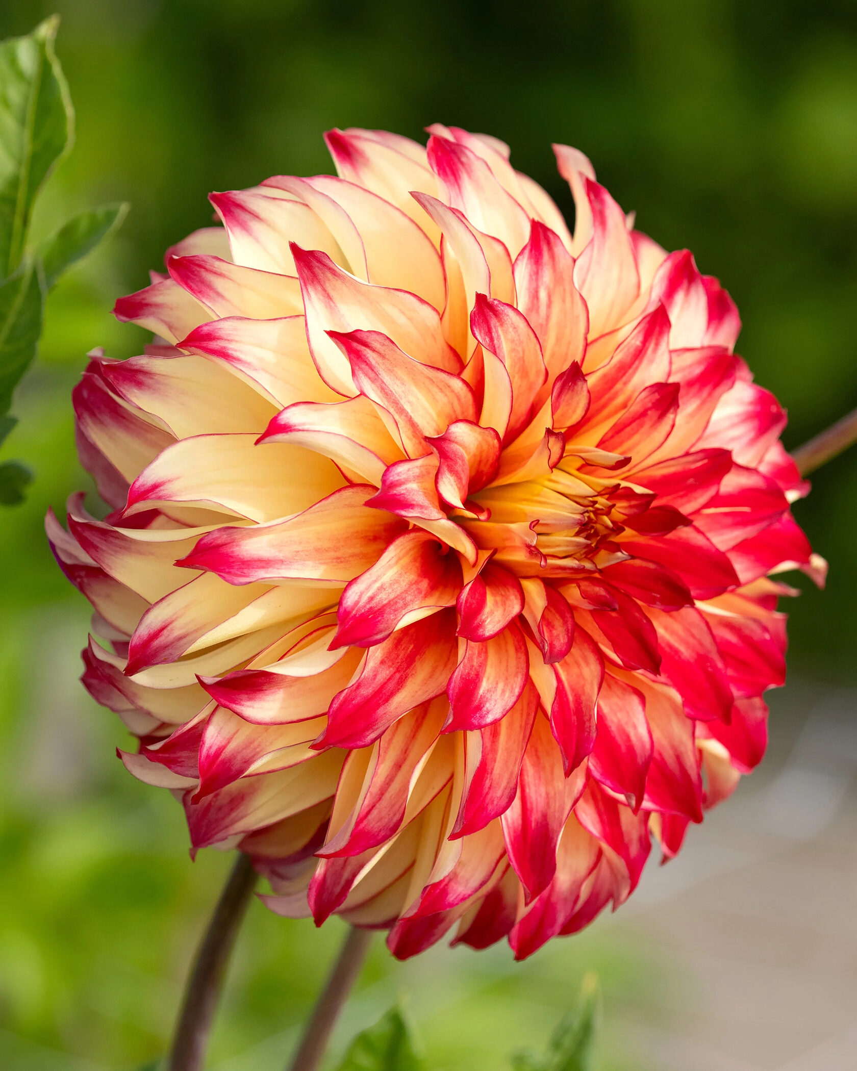 Георгина Lady Darlene (Декоративная)