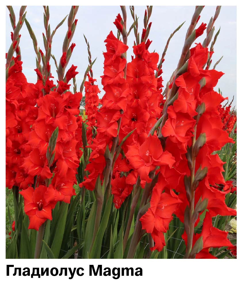 Гладиолус Magma