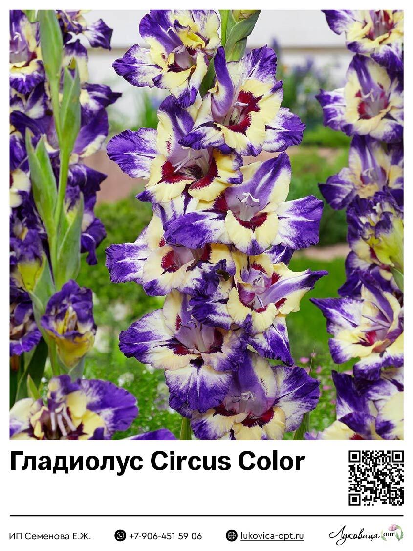 Гладиолус Circus Color