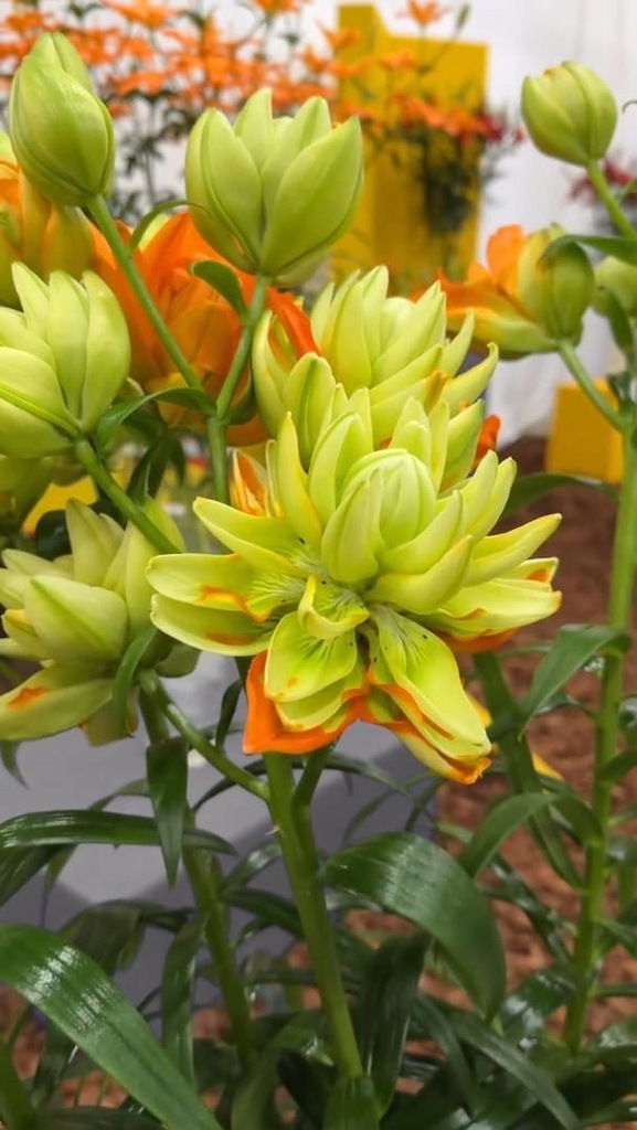 Лилия Hulk (Азиатский гибрид, махровый)