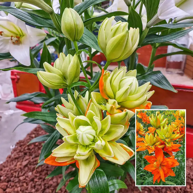 Лилия Hulk (Азиатский гибрид, махровый)