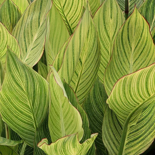 Канна Striata (Пестролистная)