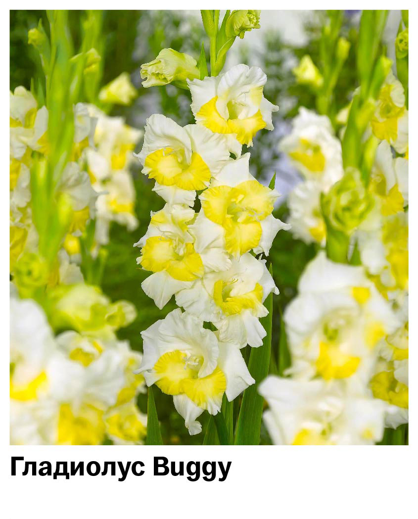 Гладиолус Buggy