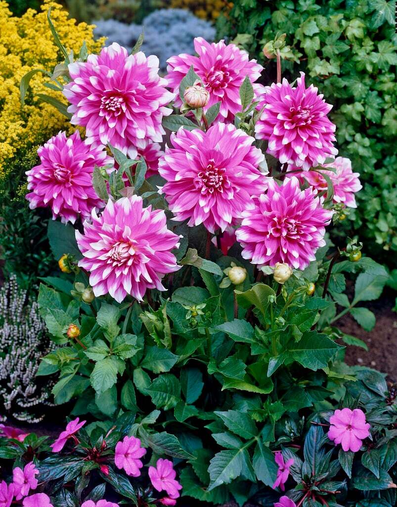 Георгина Jean Marie (Декоративная)