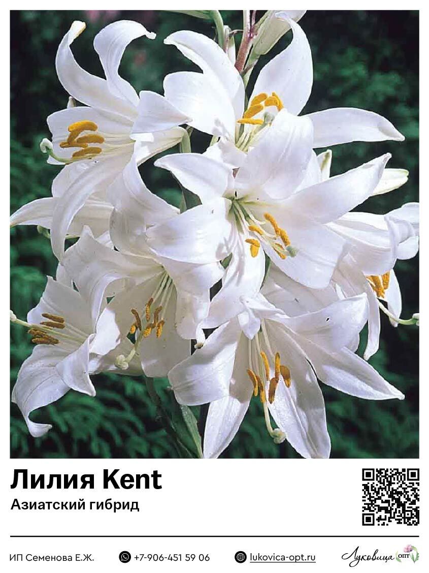 Лилия Kent (Азиатский гибрид)