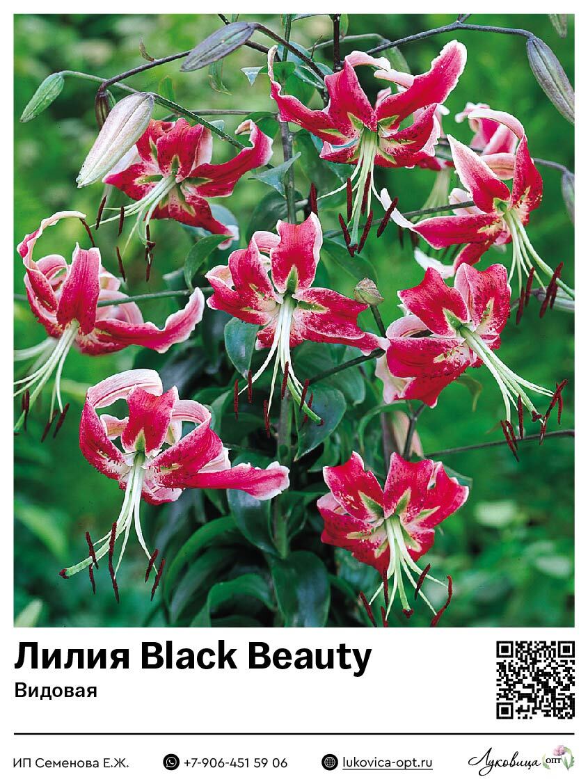 Лилия Black Beauty (ОТ-гибрид)