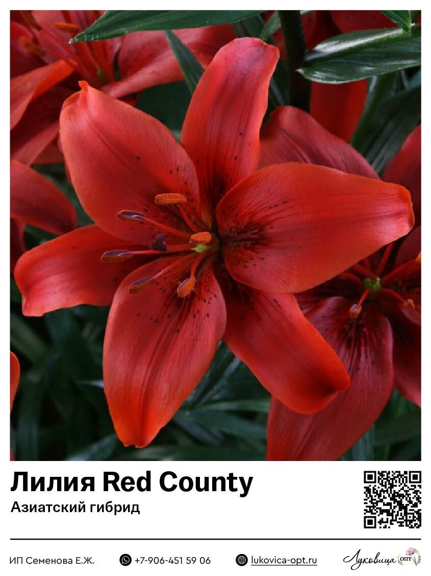 Лилия Red County (Азиатский гибрид)