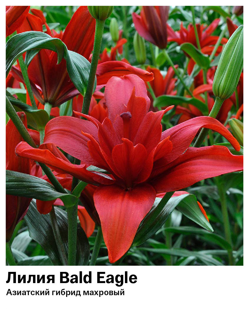Лилия Bald Eagle (Азиатский гибрид, махровый)
