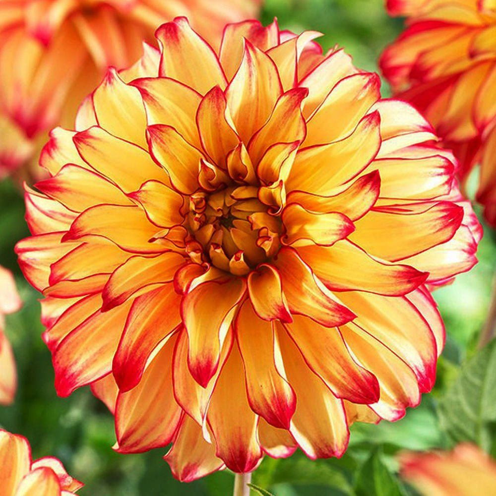 Георгина Lady Darlene (Декоративная)