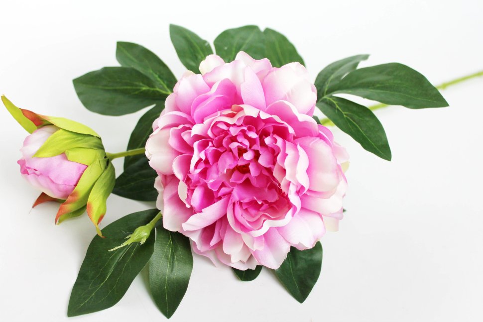 В11949 Б/С Элитный крупный пион 2гол.