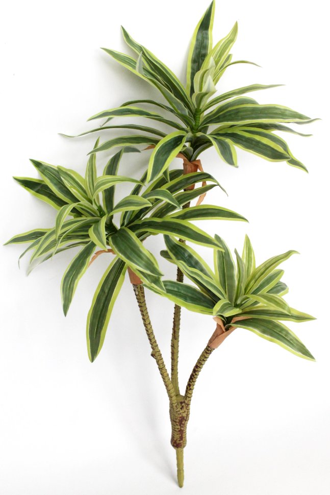 Д11928 Б/С Куст драцена тройная Сюрприз 60см