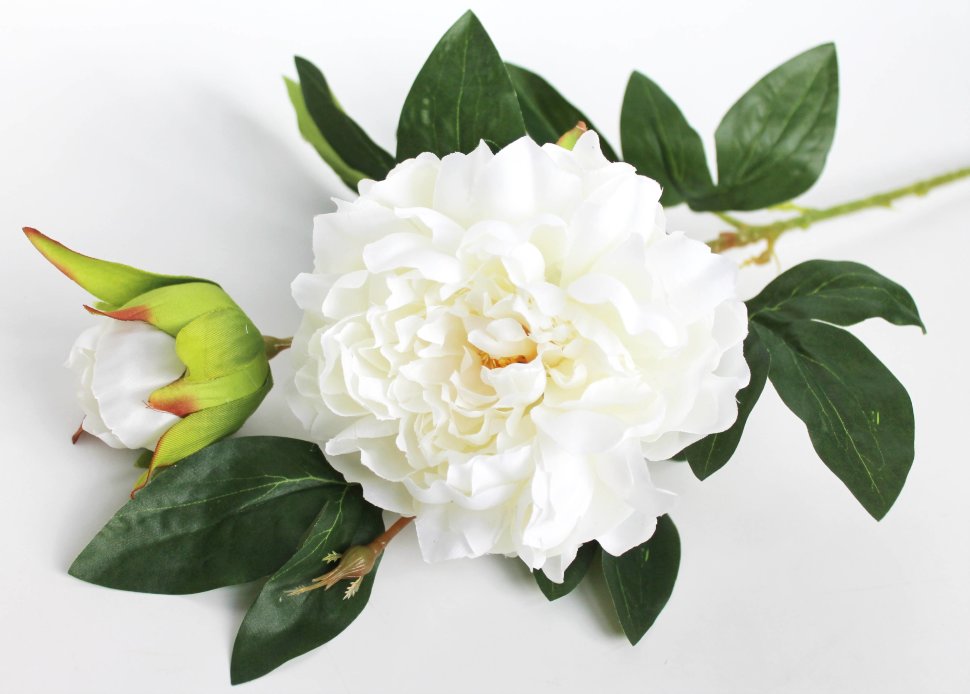 В11949 Б/С Элитный крупный пион 2гол.