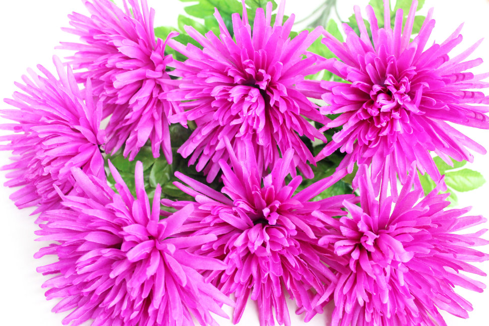 Б7708 Б/С Бук.хризантем игол.