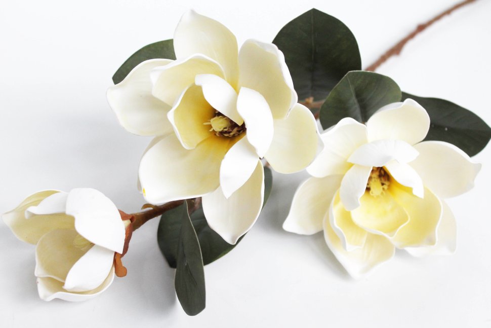 К ВЫКУПУ 2 РЯДА! В11947 Б/С Магнолия элитный латекс Грандифлора 82см