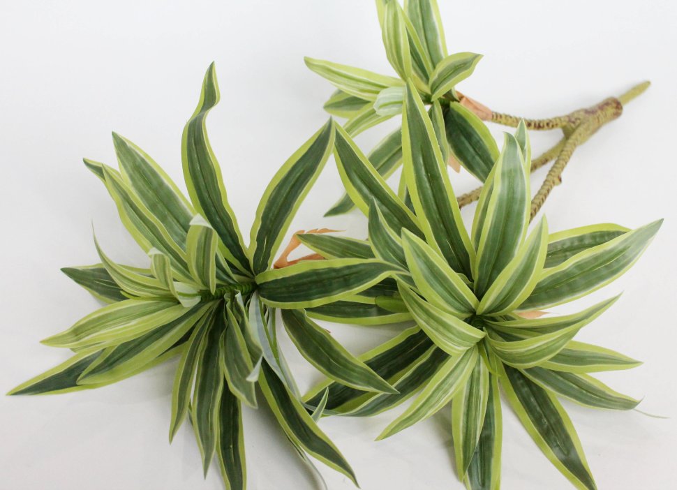 Д11928 Б/С Куст драцена тройная Сюрприз 60см