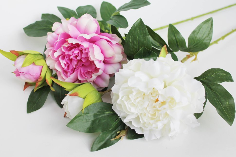 В11949 Б/С Элитный крупный пион 2гол.