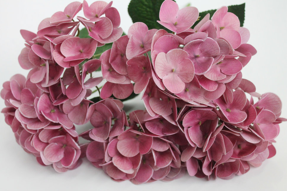 Б11616 Б/С Бук.гортензии по расцветкам латекс 3D