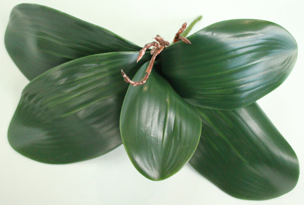 Д11252 Б/С Корешки орх.3 крупных+2средних л.Н35см(10шт)