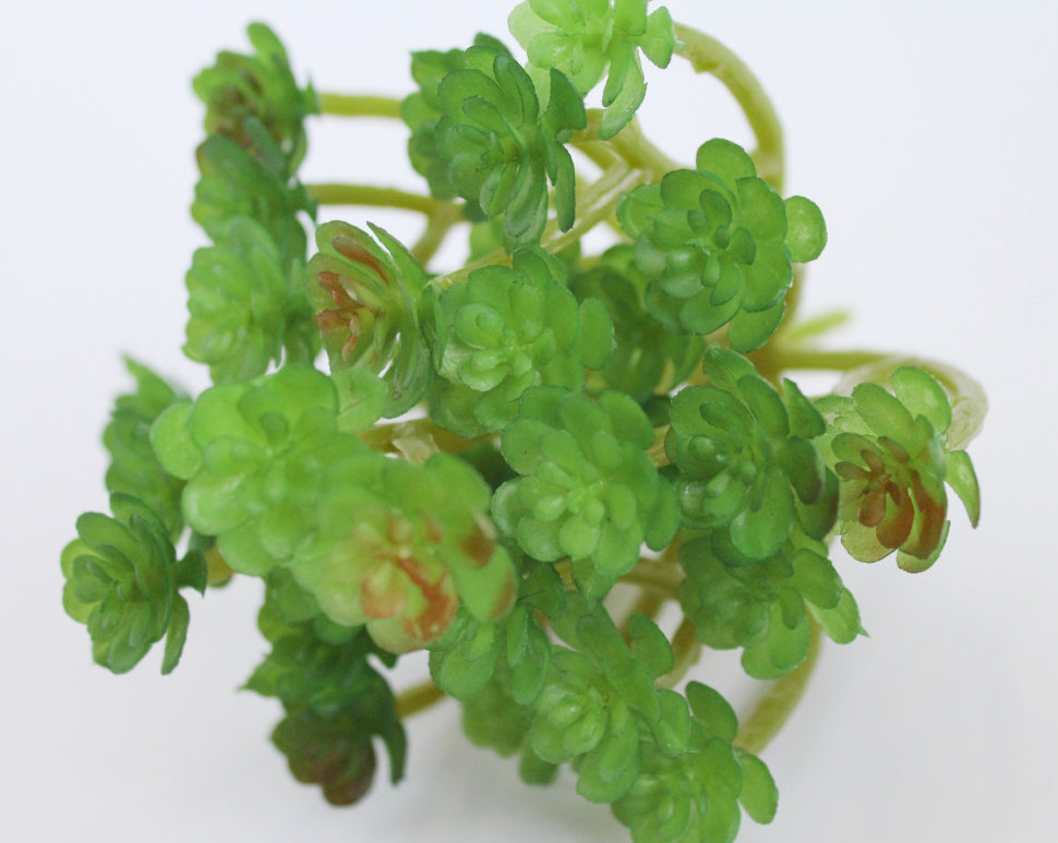 Э10308 Б/С Суккулент Оскулярия d=13см h=13см(2шт)