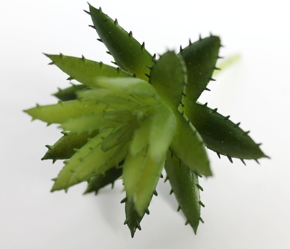 Э10312 Б/С Суккулент Хавортия d=7см(4шт)