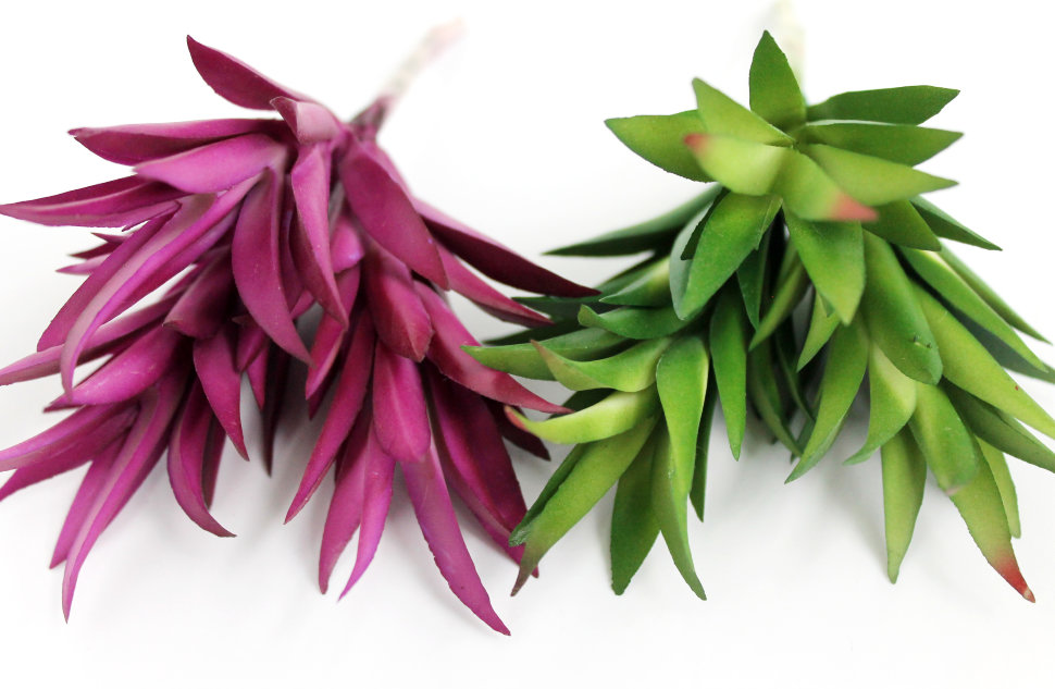 Э10318 Б/С Суккулент Гастерия Н13см(2микс)