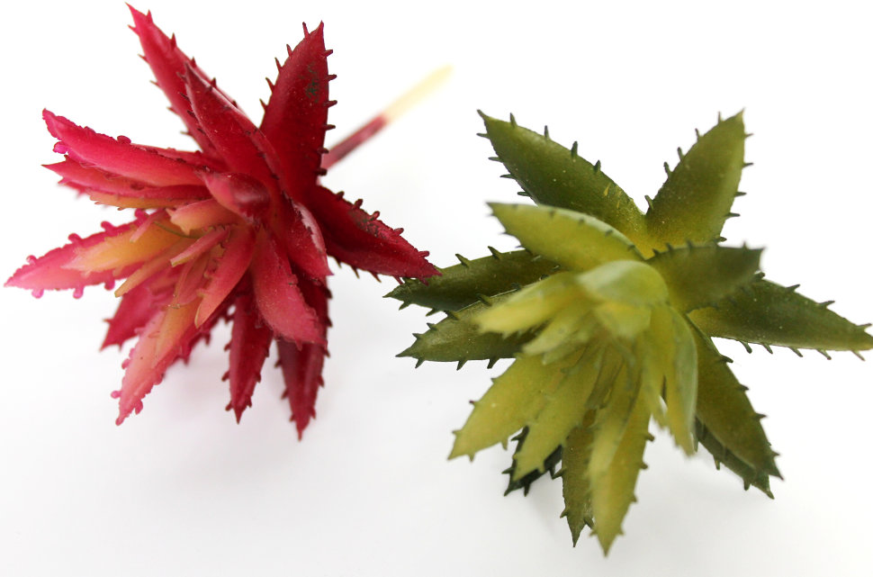 Э10312 Б/С Суккулент Хавортия d=7см(4шт)