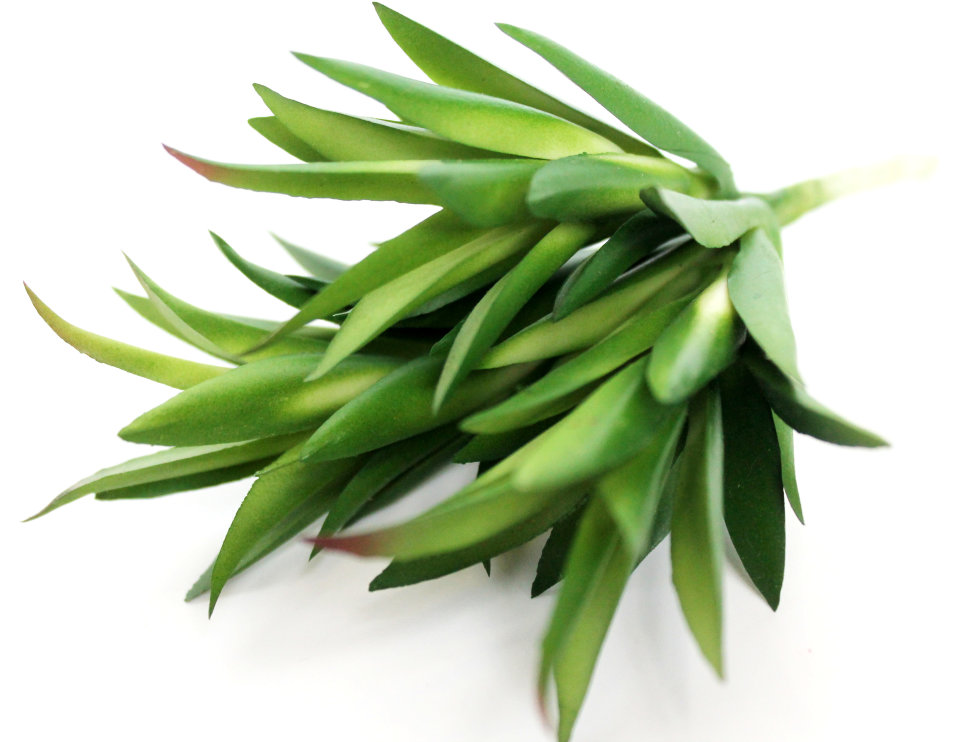 Э10318 Б/С Суккулент Гастерия Н13см(2микс)