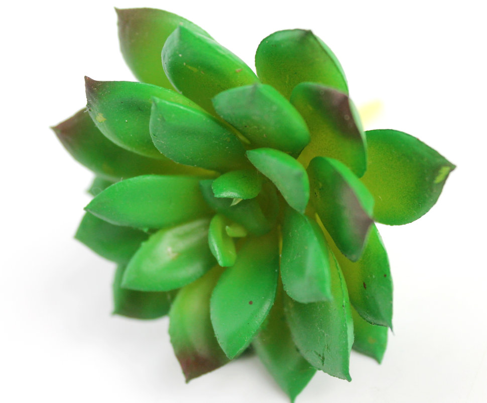 Э10307 Б/С Суккулент Молодило Кровельное d=7см(2шт)