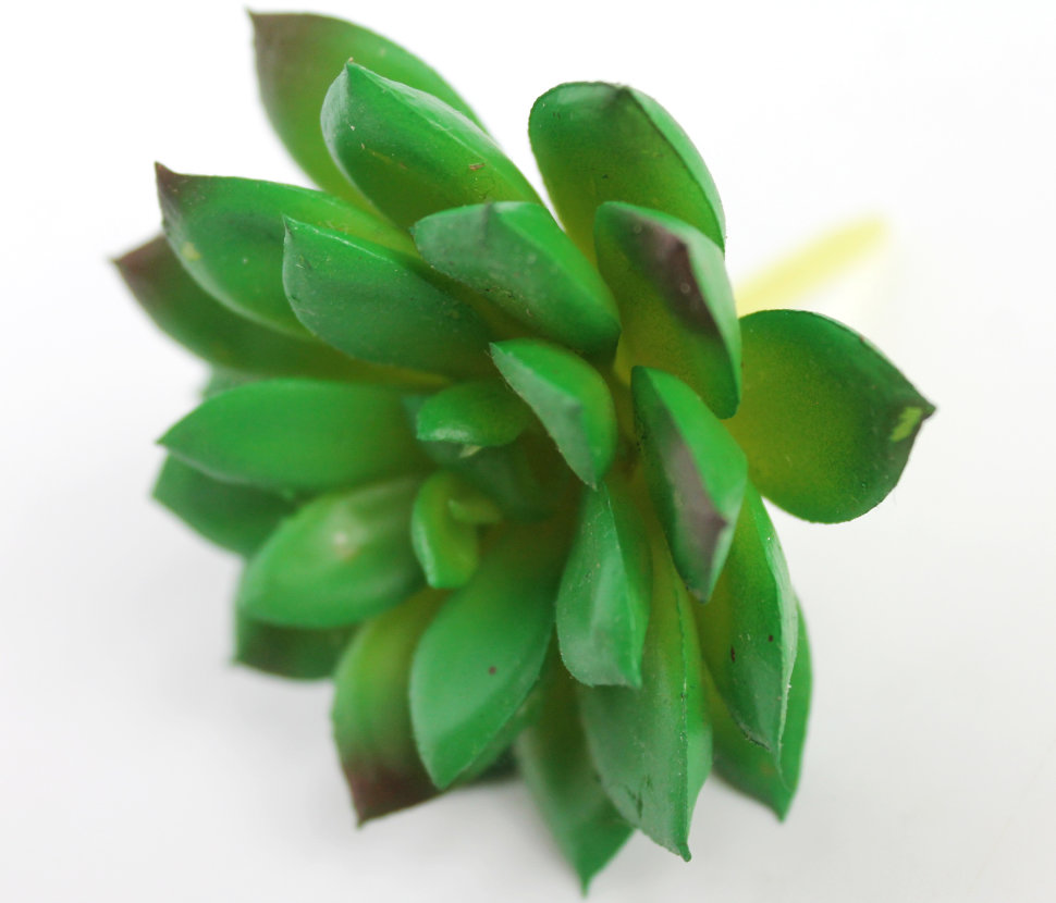 Э10307 Б/С Суккулент Молодило Кровельное d=7см(2шт)