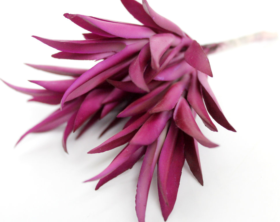 Э10318 Б/С Суккулент Гастерия Н13см(2микс)