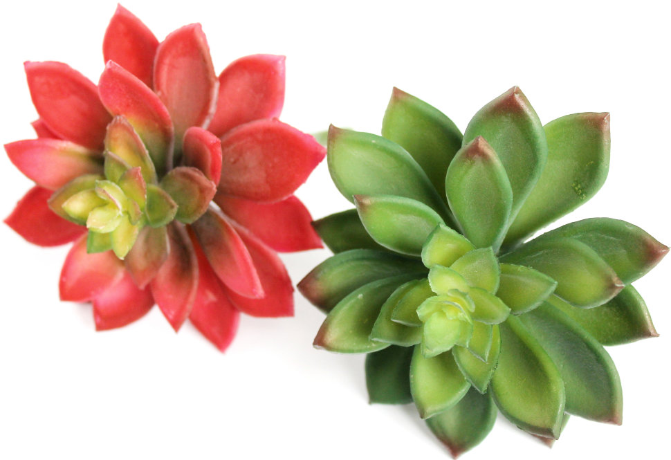 Э10304 Б/С Суккулент Молодило d=11см(2шт)