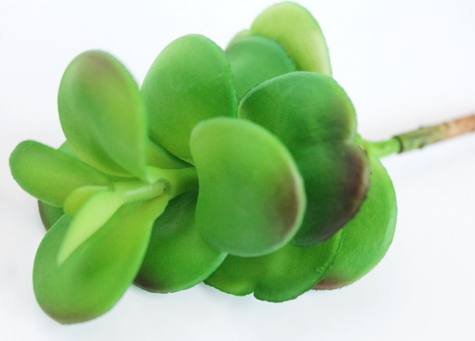 Э10309 Б/С Сук.Денежное дерево(Толстянка)Н18см(2шт)