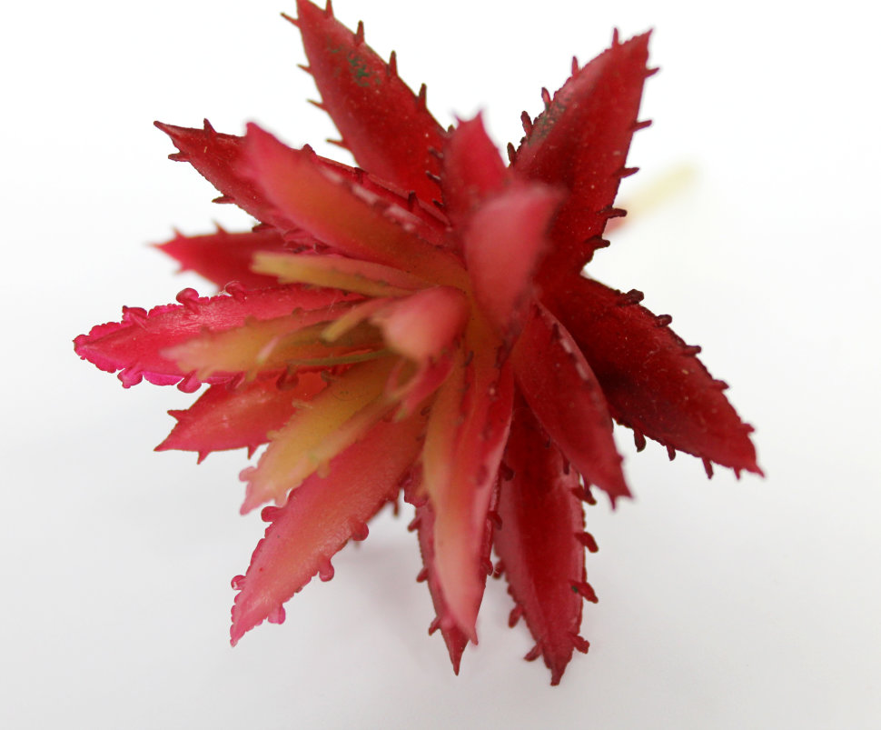 Э10312 Б/С Суккулент Хавортия d=7см(4шт)