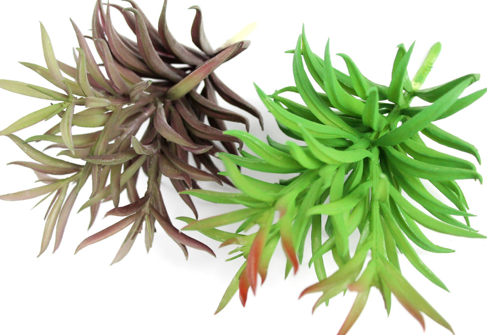 Э10316 Б/С Суккулент Седум Мексиканский Н17см(2шт)