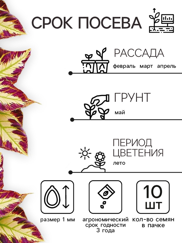 Семена цветов Колеус Визард Мозаик, 10шт