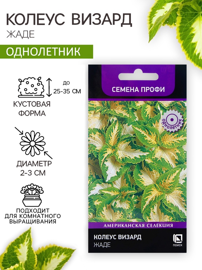 Семена цветов Колеус Визард Жаде, 10шт