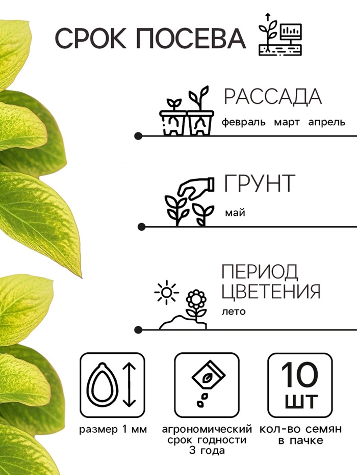 Семена цветов Колеус Визард Голден, 10шт