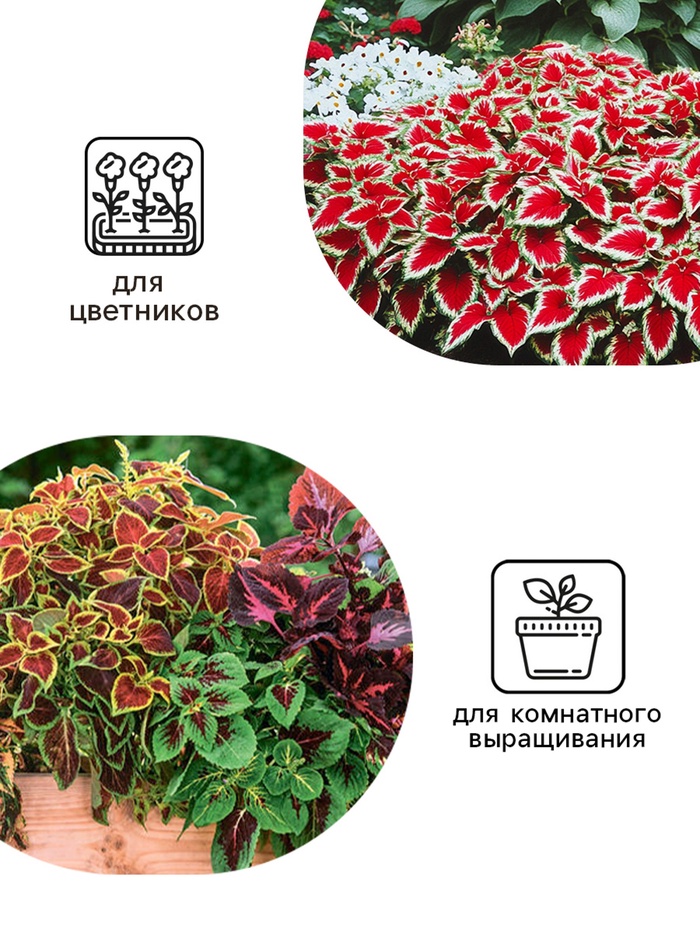 Семена цветов Колеус «Визард», мозаика, «Семена Алтая», цветной пакет, 5 шт.