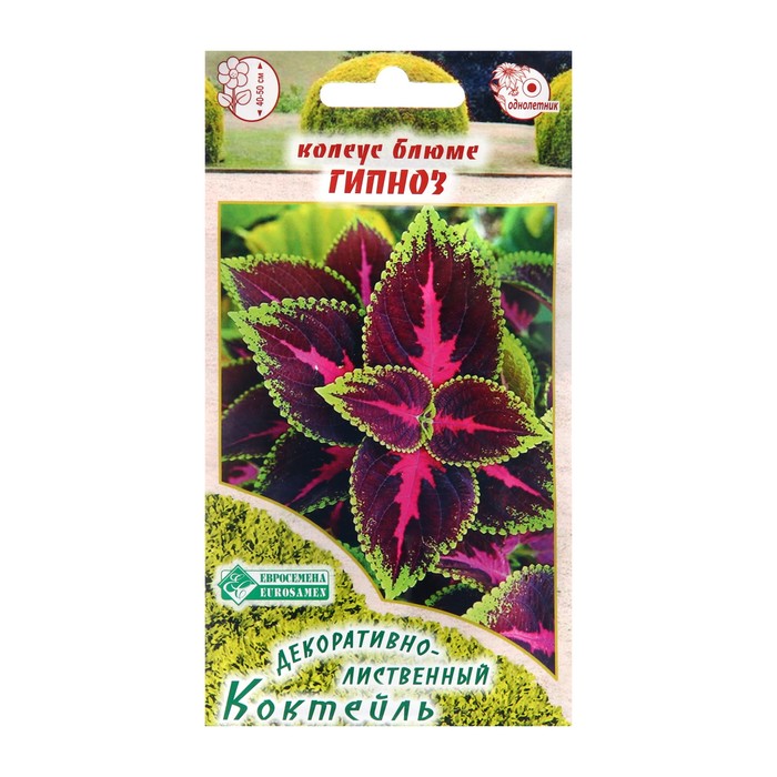 Семена Колеус блюме