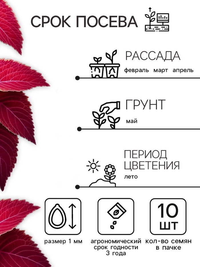 Семена цветов Колеус Визард Вельвет ред, 10шт
