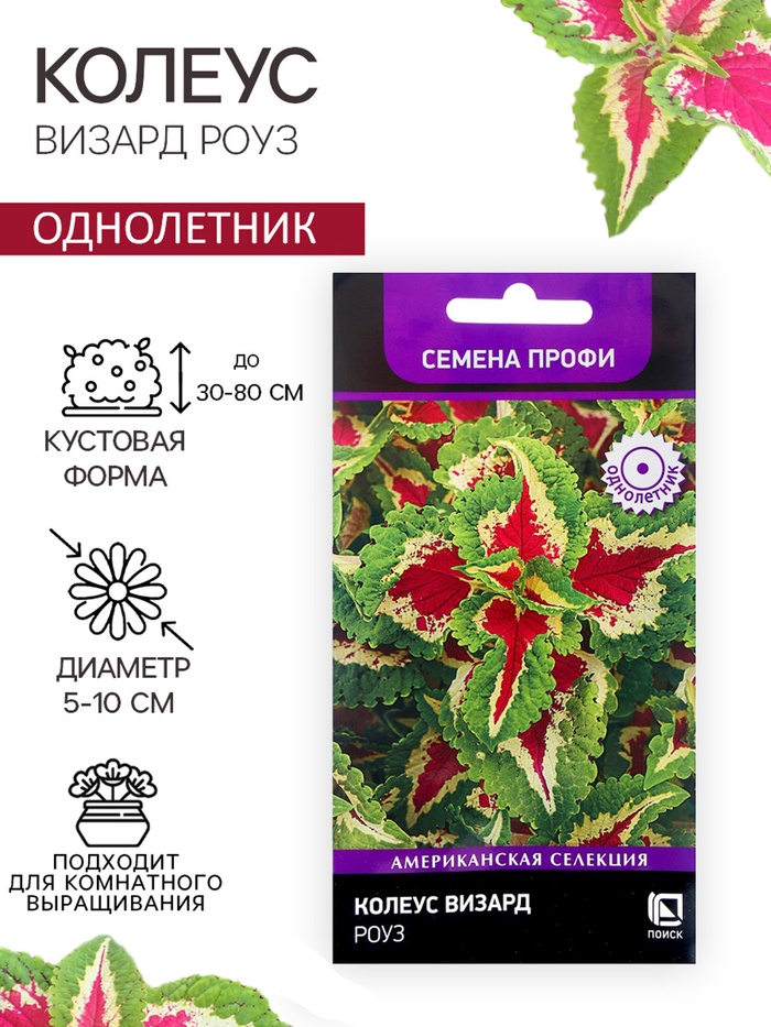 Семена цветов Колеус Визард Роуз, 10шт