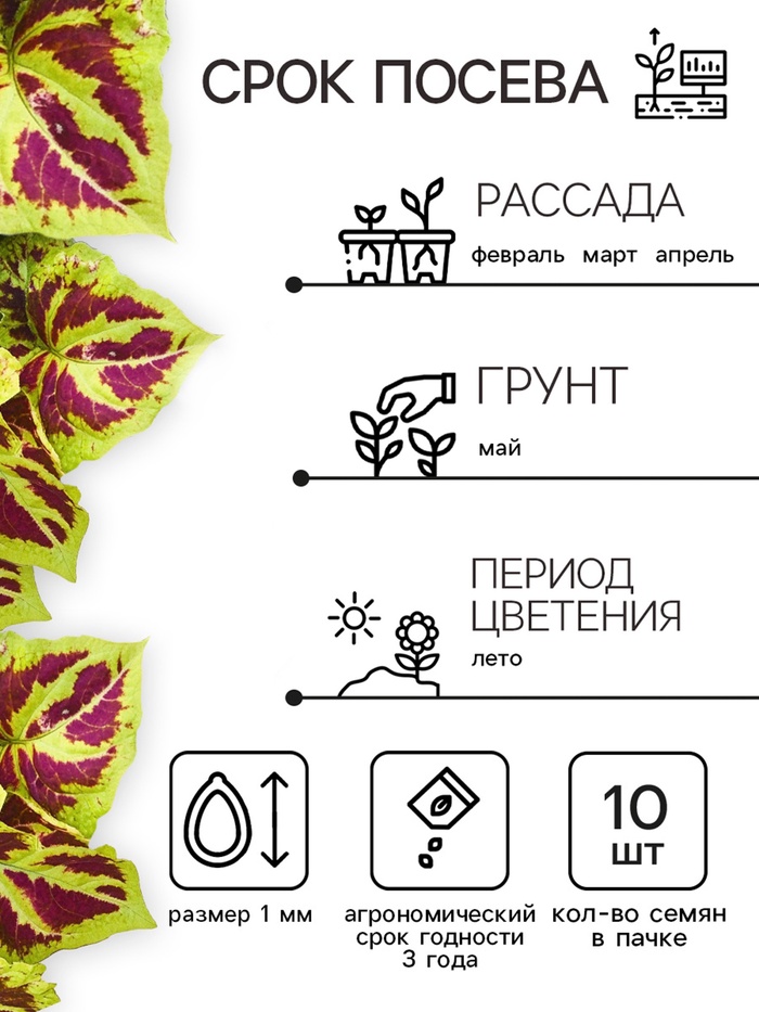 Семена цветов Колеус «Визард», мозаика, «Семена Алтая», цветной пакет, 5 шт.