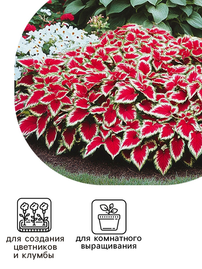 Семена цветов Колеус балконный