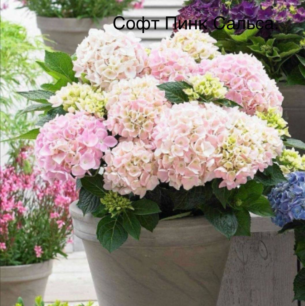 Гортензия крупнолистовая Софт Пинк Сальса