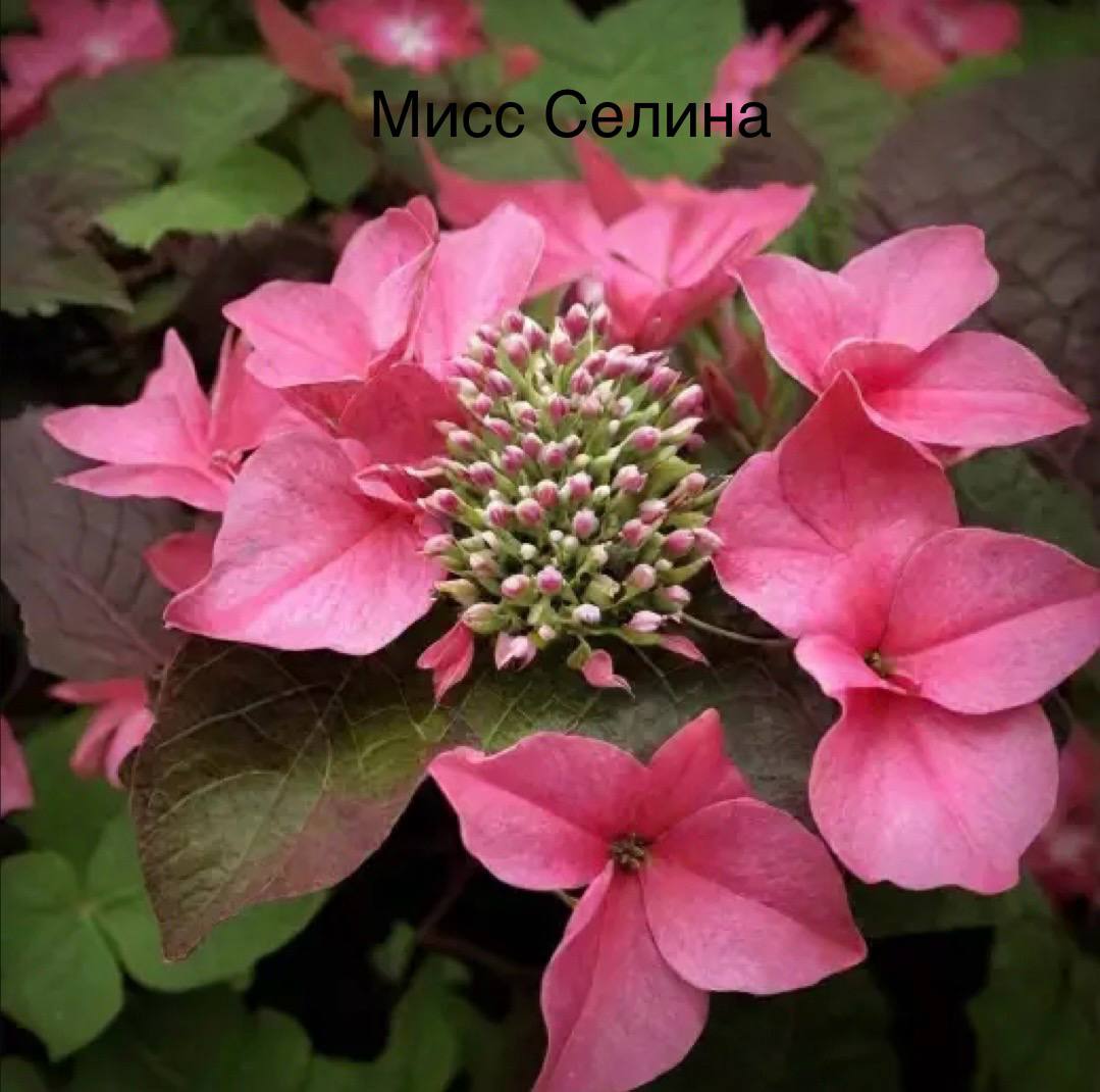Гортензия крупнолистовая Мисс Селина