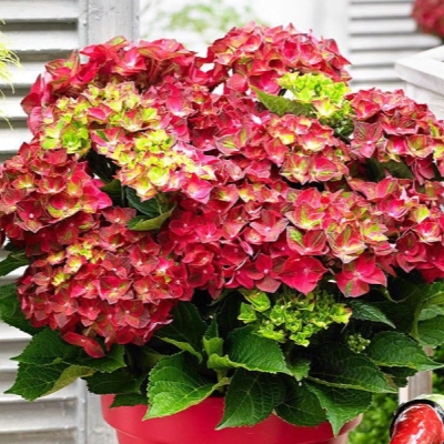 Гортензия крупнолистовая Меджикал Руби Тьюздей