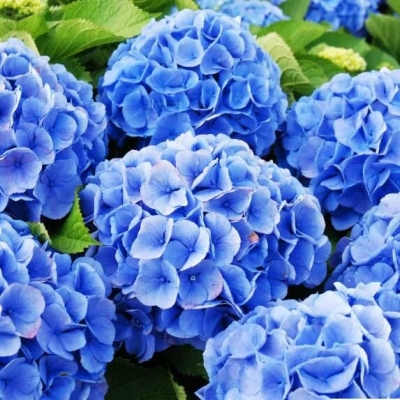 Гортензия крупнолистная Рената Штейнигер