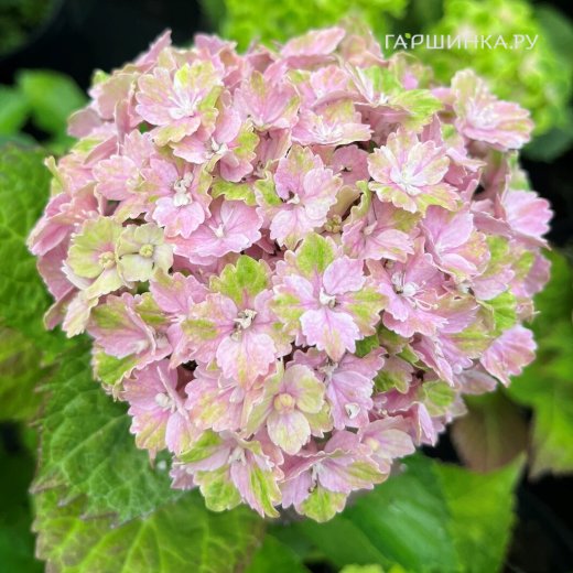 Гортензия Рембрант Вибрант Верде крупнолистная